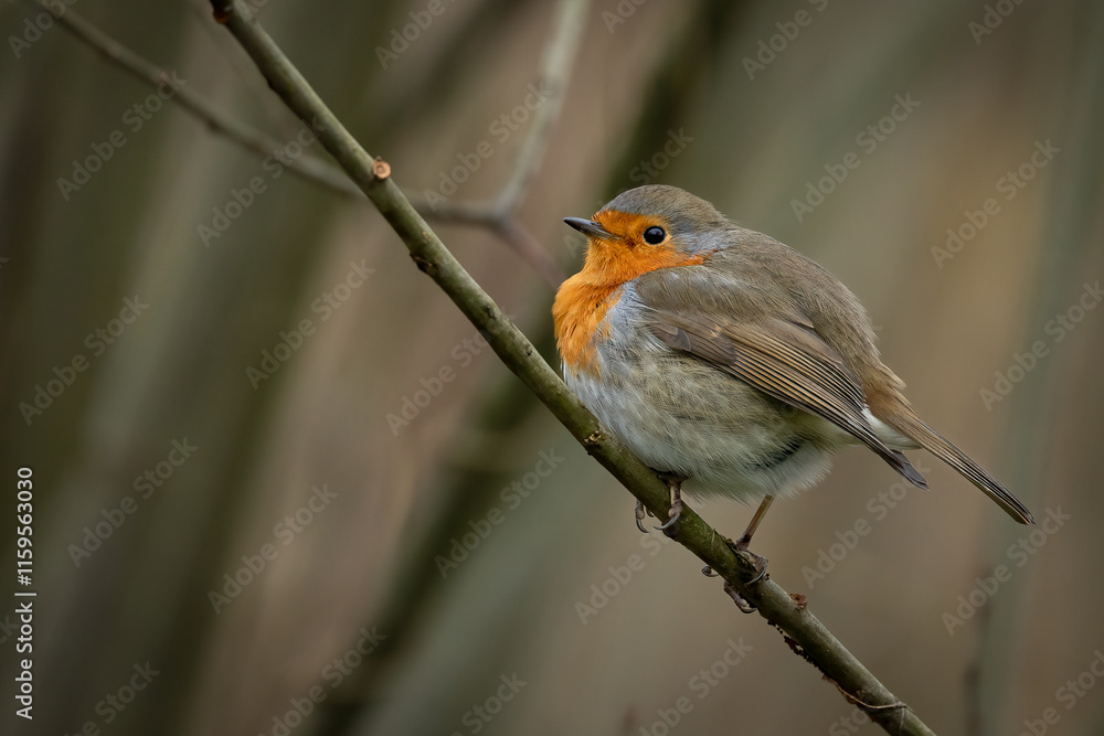 Fototapeta premium European Robin (Erithacus rubecula) on a perch, Donkmeer, Belgium