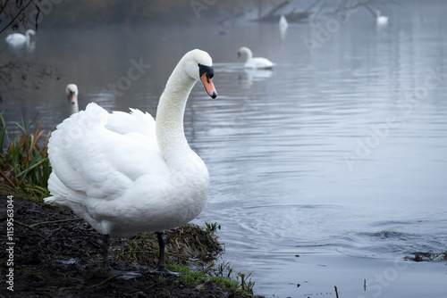 Mute swan (Cygnus olor) on water, Donkmeer, Belgium photo