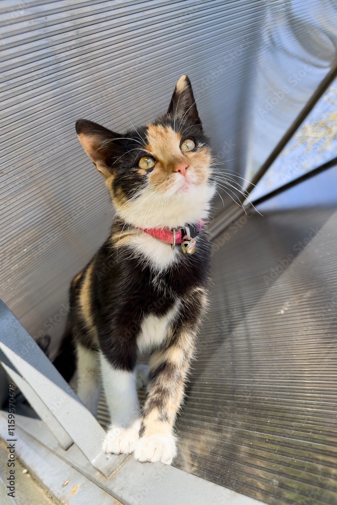 Small domestic shorthair kitten with calico coat pattern, vertical