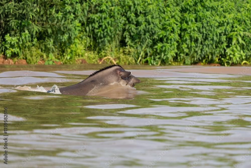 Fototapeta premium South American tapir swimming across river