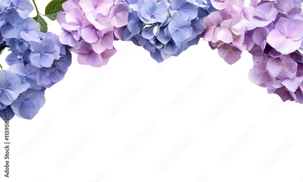 A decorative border of purple and pink hydrangea flowers. A decorative border of purple and pink hydrangea flowers.