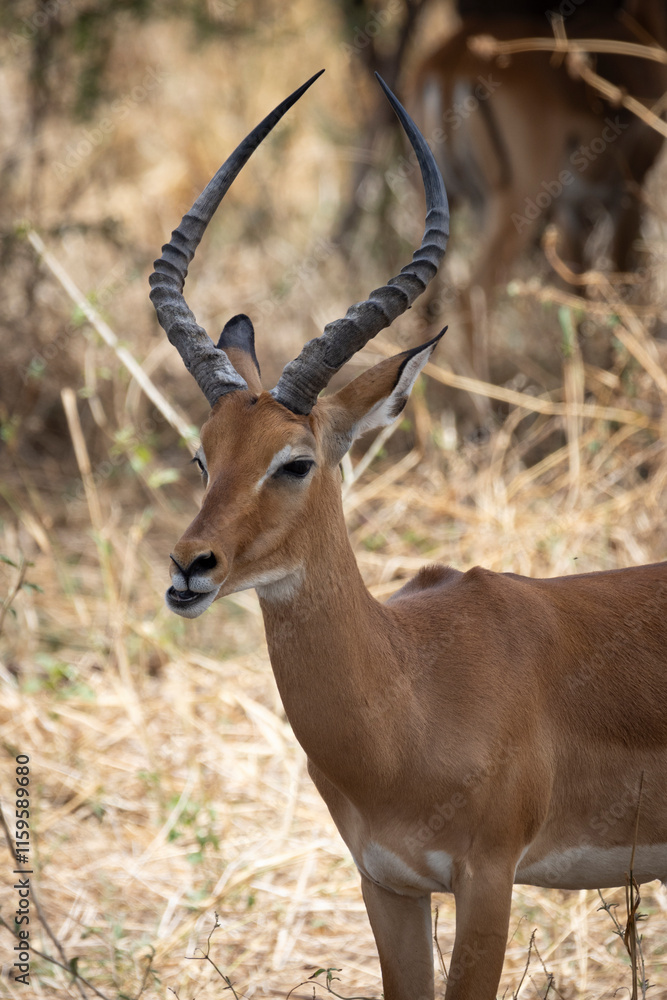Grant Gazelle (Nanger granti) hiding behind tree in Tarangire National Park in Tanzania East Africa Grant Gazelle (Nanger granti) hiding behind tree in Tarangire National Park in Tanzania East Africa
