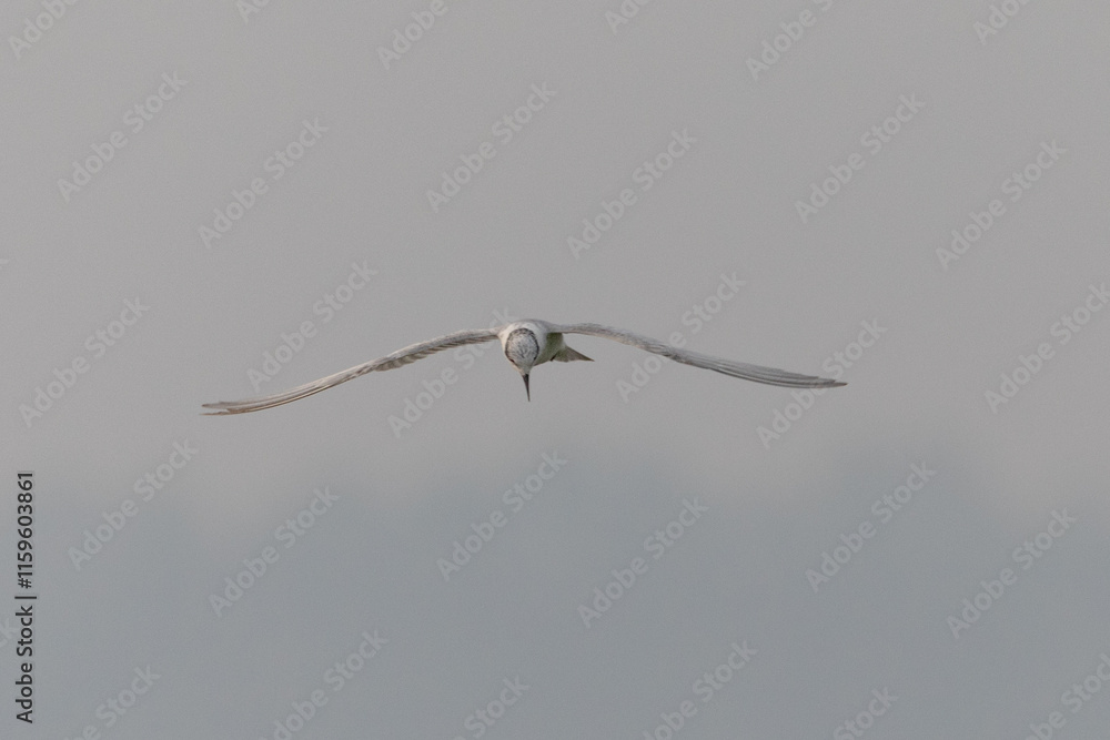 Whiskered Tern bird flying in a blurred background, looking for small fish over a water pond | Chlidonias hybrida | Least Concern (Population stable) Whiskered Tern bird flying in a blurred background, looking for small fish over a water pond | Chlidonias hybrida | Least Concern (Population stable)