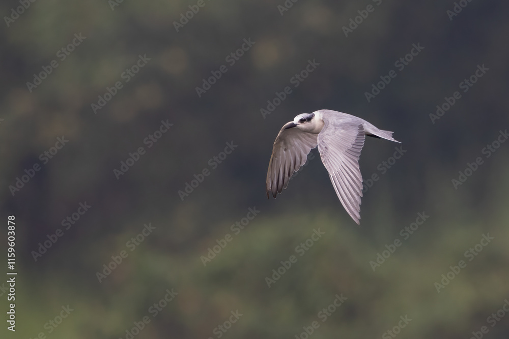 Whiskered Tern bird flying in a blurred background, looking for small fish over a water pond | Chlidonias hybrida | Least Concern (Population stable)