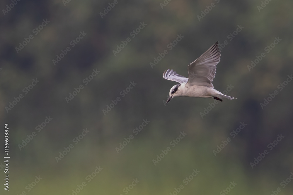 Whiskered Tern bird flying in a blurred background, looking for small fish over a water pond | Chlidonias hybrida | Least Concern (Population stable) Whiskered Tern bird flying in a blurred background, looking for small fish over a water pond | Chlidonias hybrida | Least Concern (Population stable)