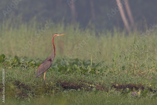 Purple heron with beautiful blur background | Ardea purpurea | Least Concern (Population decreasing)