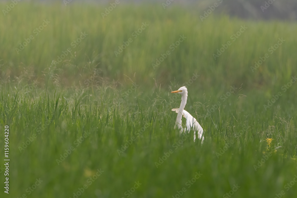 Great egret (Ardea alba) | white bird with beautiful blurred green background | white bird with beautiful morning vibes | white birds in rice fields. Great egret (Ardea alba) | white bird with beautiful blurred green background | white bird with beautiful morning vibes | white birds in rice fields.