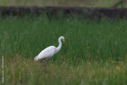Great egret (Ardea alba) | white bird with beautiful blurred green background | white bird with beautiful morning vibes | white birds in rice fields.