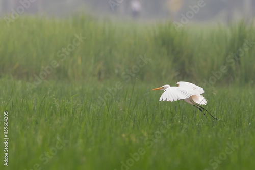 Great egret (Ardea alba) | white bird with beautiful blurred green background | white bird with beautiful morning vibes | white birds in rice fields.