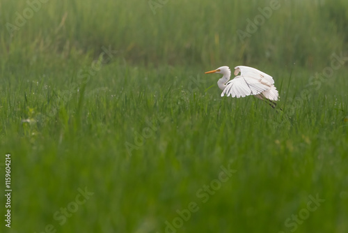 Great egret (Ardea alba) | white bird with beautiful blurred green background | white bird with beautiful morning vibes | white birds in rice fields.