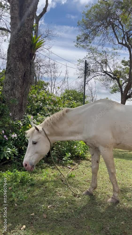 A serene and peaceful scene of a white horse grazing in a field. The image evokes a sense of tranquility and connection with nature. A serene and peaceful scene of a white horse grazing in a field. The image evokes a sense of tranquility and connection with nature.