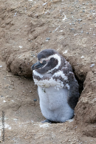 cría de pinguino magallánico mudando las plumas en su nido photo