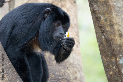 Black howler monkey in tree eating photo