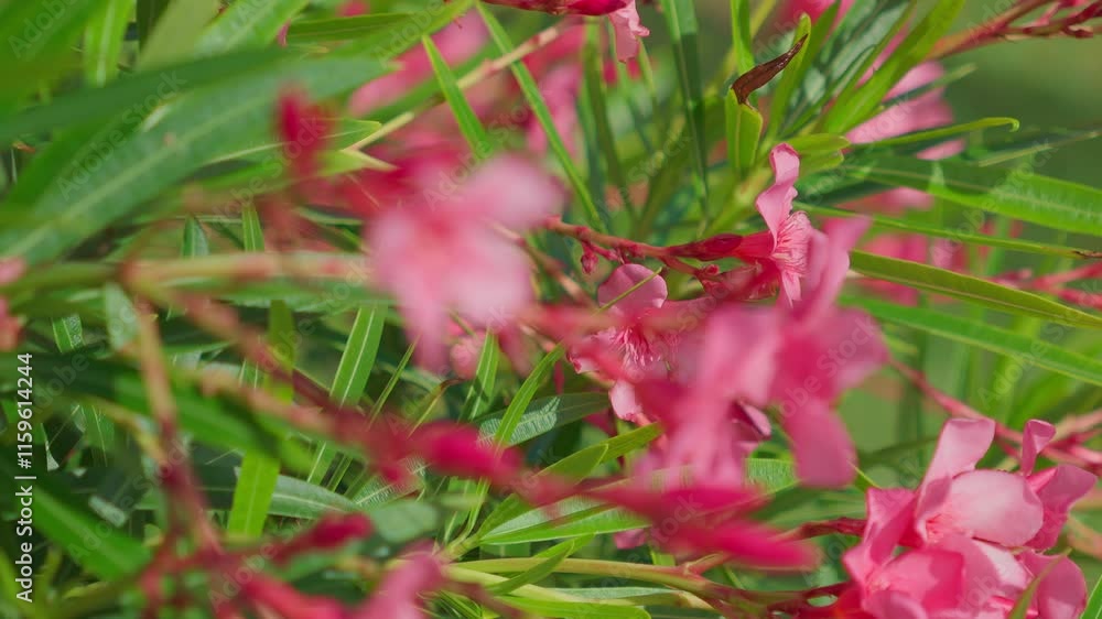 Gorgeous and Beautiful Pink Flowers Blooming in a Lush Green and Vibrant Environment Gorgeous and Beautiful Pink Flowers Blooming in a Lush Green and Vibrant Environment
