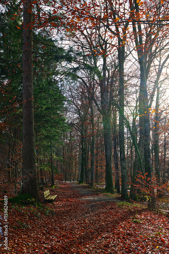 Part view of a leisure area with trees and foliage in the autumn photo