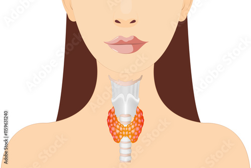 A healthy thyroid gland is shown in the silhouette of a woman.