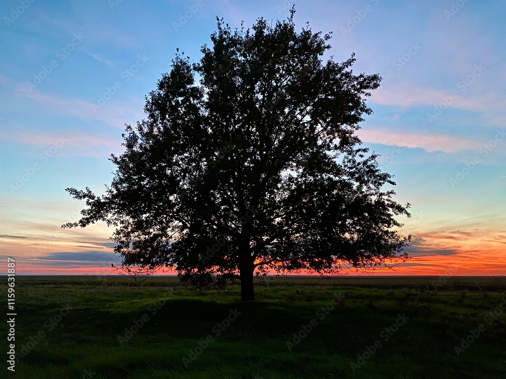 Obraz premium tree at sunset