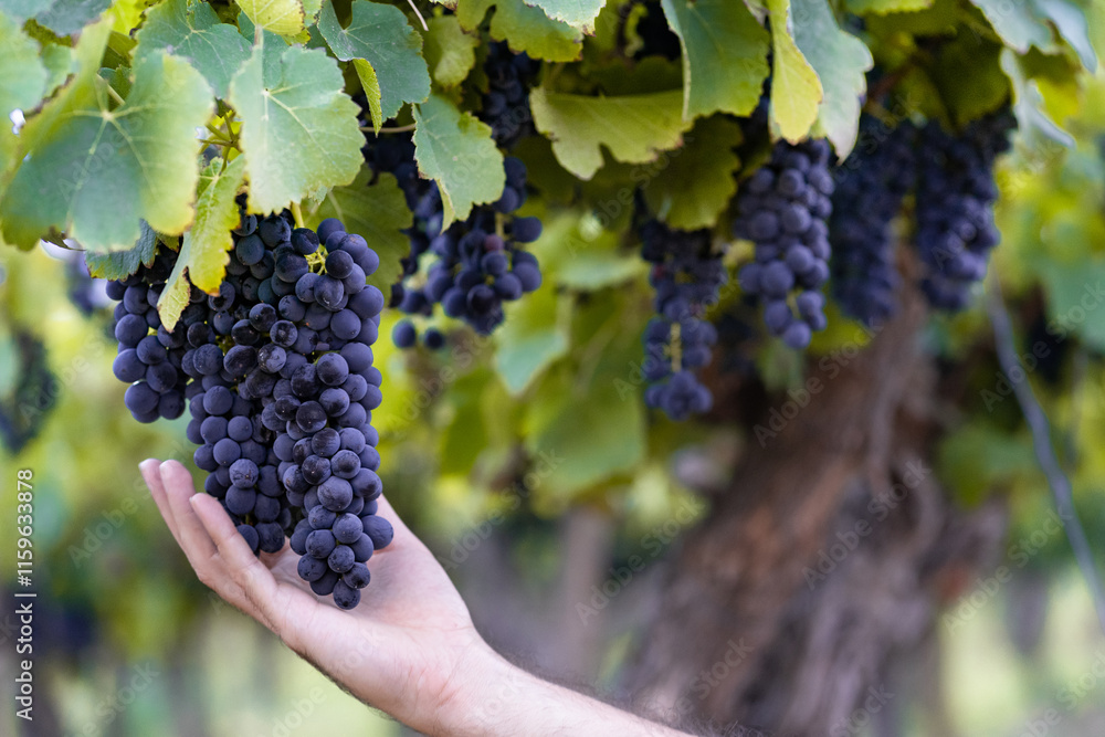 Obraz premium Close up of a bunch of blue grapes on the vine in a vineyard of Fiamabala, Catamarca, Argentina