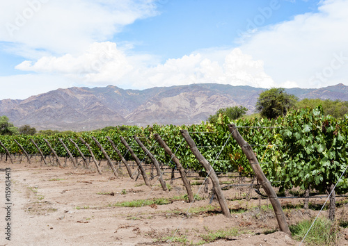 Landscape of vineyard with vines and mountain in the background in a high altitude winery of Colome, Salta, Argentina