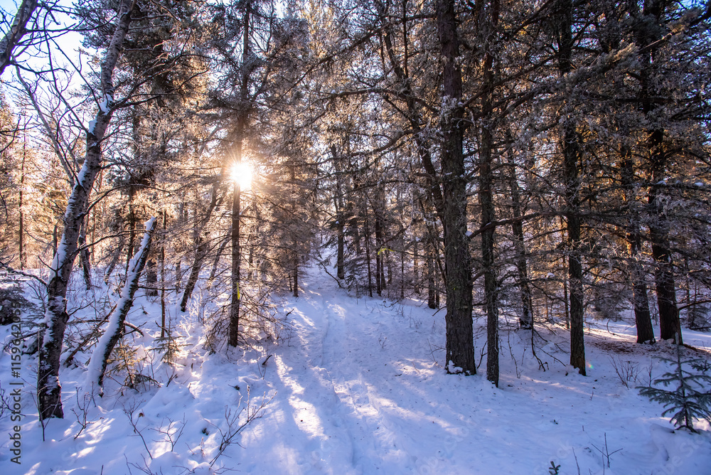 Winter morning in the forest Winter morning in the forest