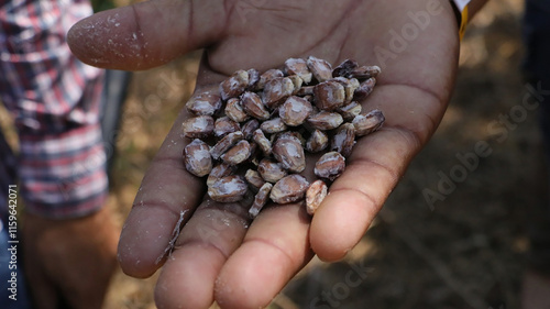 Semillas en la mano