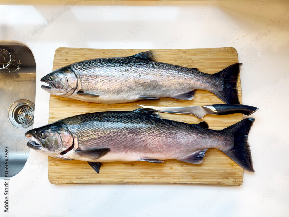 Overhead view of two fresh wild pacific coho salmon fish on kitchen counter near sink ready to be clean with fillet knife on cutting board Overhead view of two fresh wild pacific coho salmon fish on kitchen counter near sink ready to be clean with fillet knife on cutting board