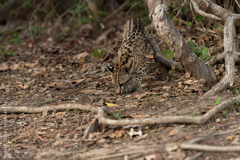 Ocelot in forest of the Pantanal sniffing around on ground Ocelot in forest of the Pantanal sniffing around on ground