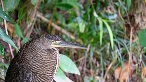 Garza Tigre Mexicana ( Bare-Throated Tiger Heron, Tigrisoma Mexicanum) photo