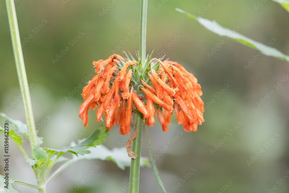 Close up of lions tail (leonotis leonurus) flowers in bloom Close up of lions tail (leonotis leonurus) flowers in bloom