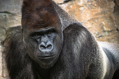 photographs of gorillas in their natural habitat in the middle of nature photo