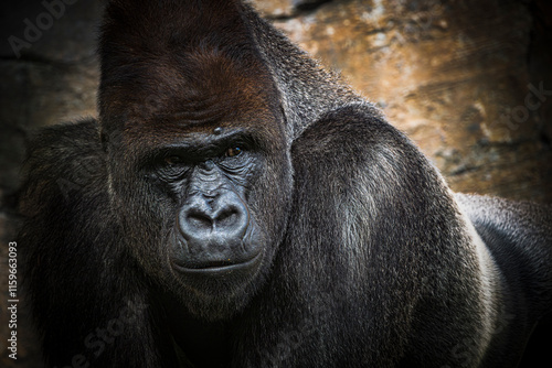 photographs of gorillas in their natural habitat in the middle of nature photo