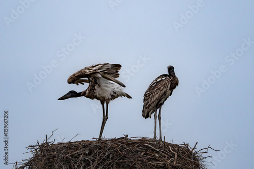 Two immature jabiru stork fledgling in high nest photo