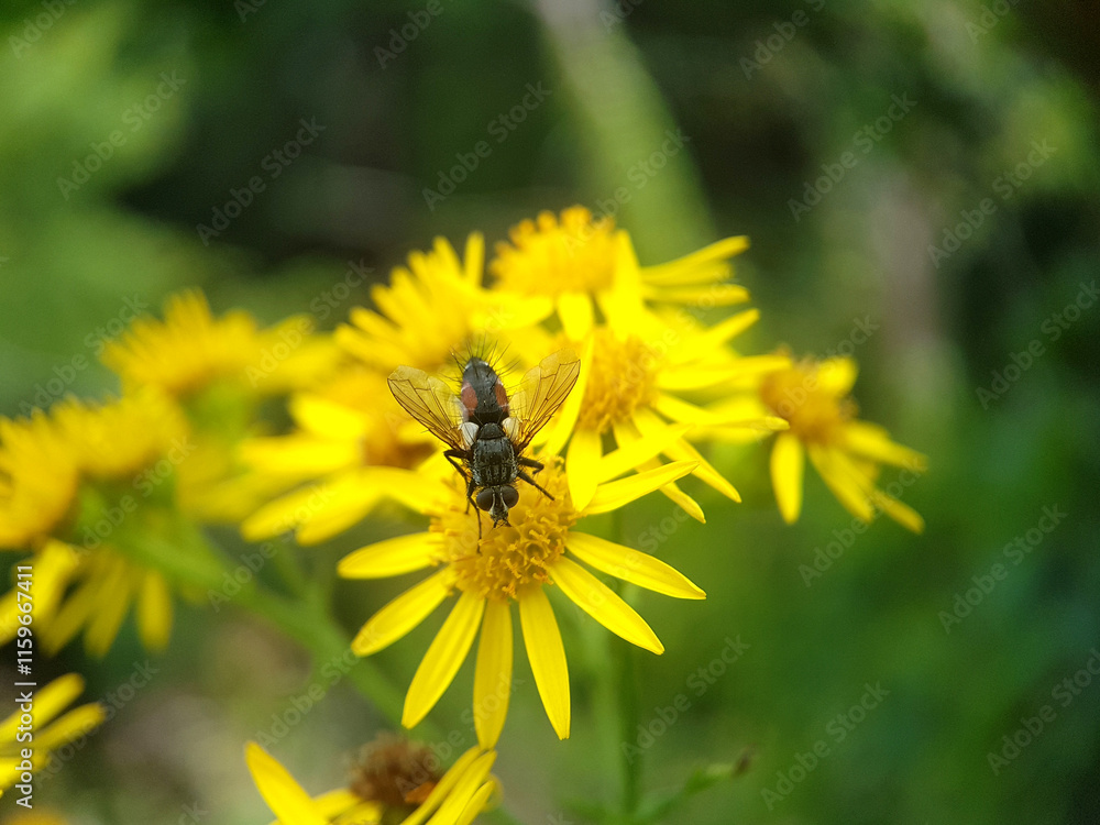 fly on leaf flower spring