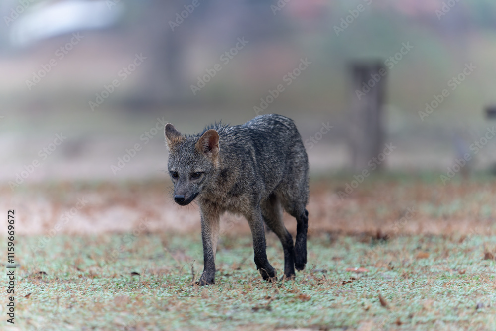 Crab eating fox walks across yard