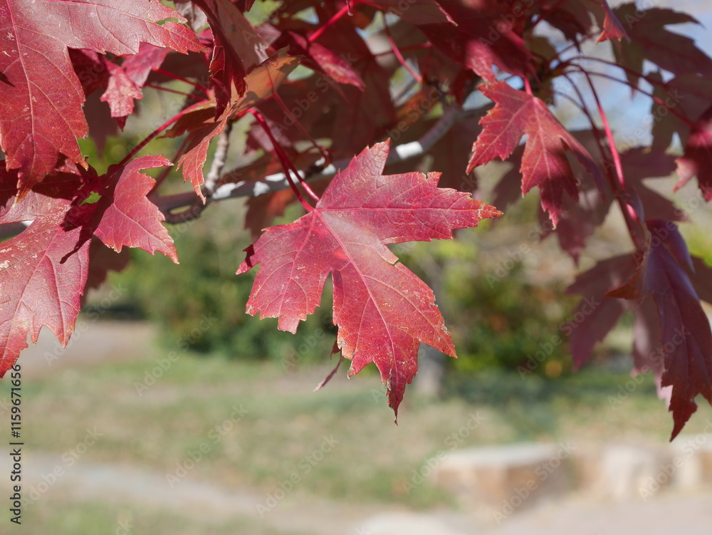 Leaves of Autumn Blaze Maple tree in early autumn,Colorado