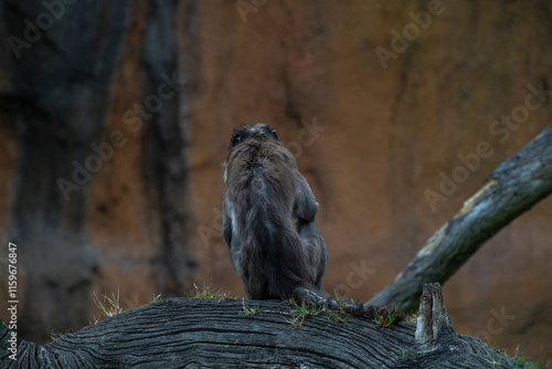 photographs of a mangabey monkey in its natural habitat in the middle of nature photo