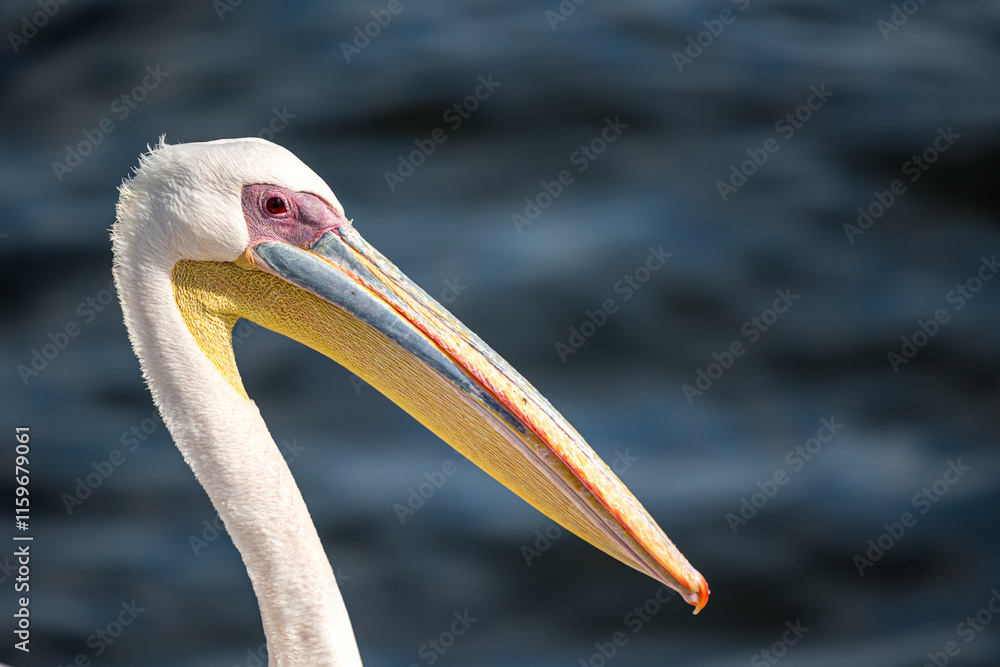 Fototapeta premium close up of a pelican