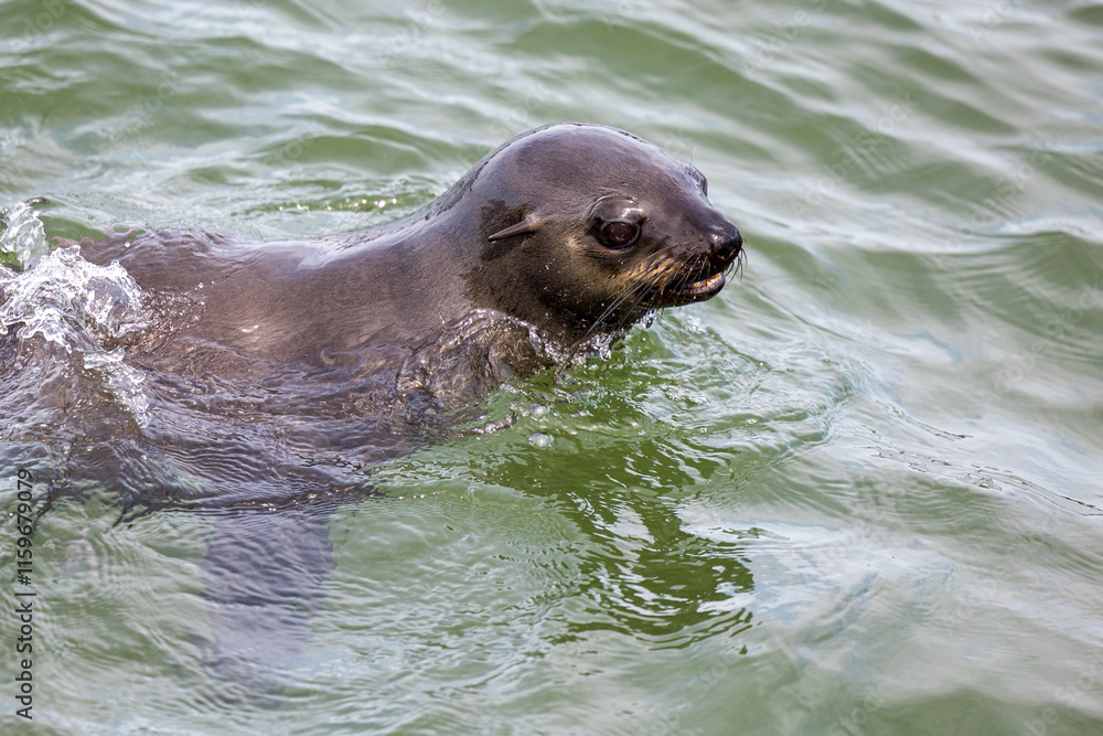 Obraz premium seal in water