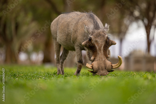 warthog in the grass