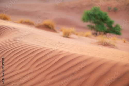 sand dunes in the desert