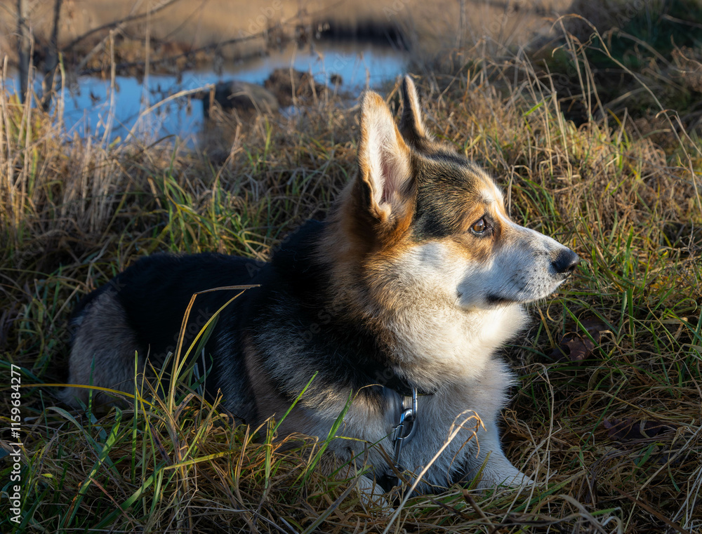 Obraz premium Corgi Dog Relaxing in a Serene Natural Environment During Golden Hour