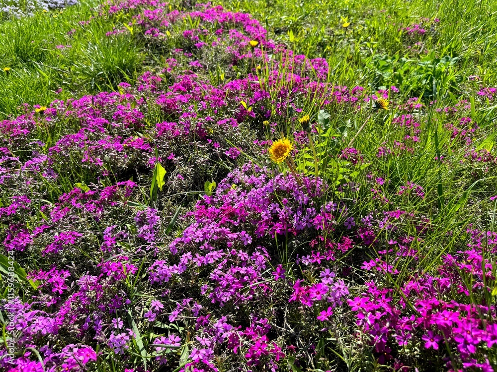 Flowers pink phlox subulata, yellow dandelions in grass. Flowers pink phlox subulata, yellow dandelions in grass.