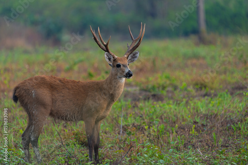 Wallpaper Mural Deer with antlers standing in wet morning landscape Torontodigital.ca