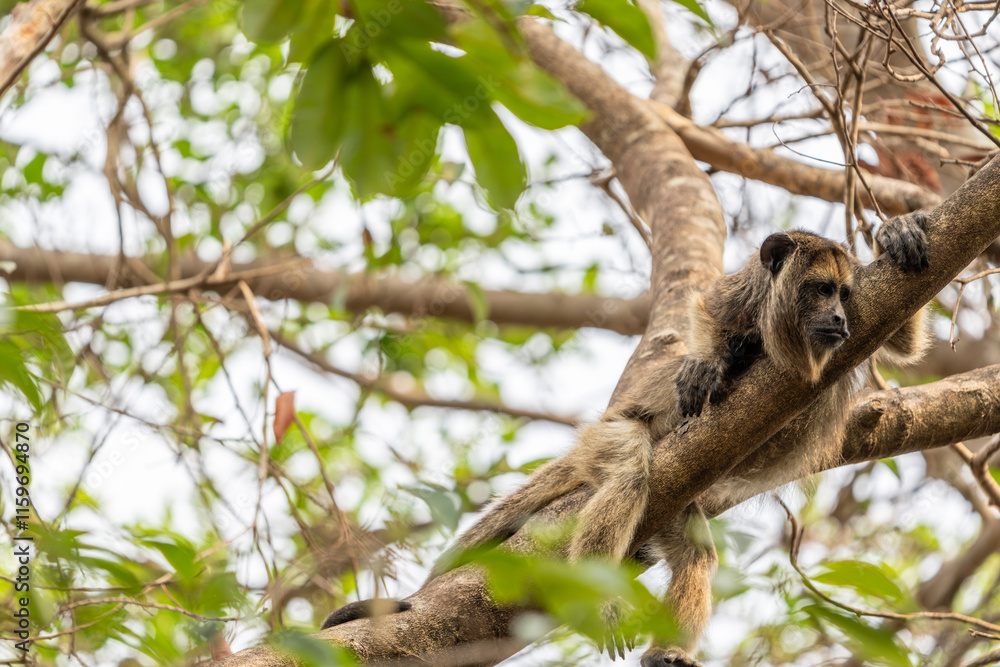 Fototapeta premium Black and gold howler monkey above in tree looking down