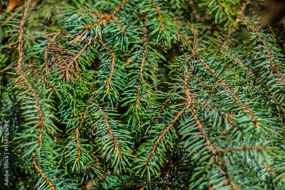 Close-up view of lush evergreen pine branches in natural sunlight Close-up view of lush evergreen pine branches in natural sunlight