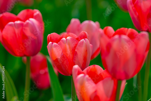 Tulips field in spring time. Closeup tulip flowers background. Colorful tulip flowering in the garden. Soft focus. Bunch of tulips blurred bokeh background. Tulips blooming in garden.