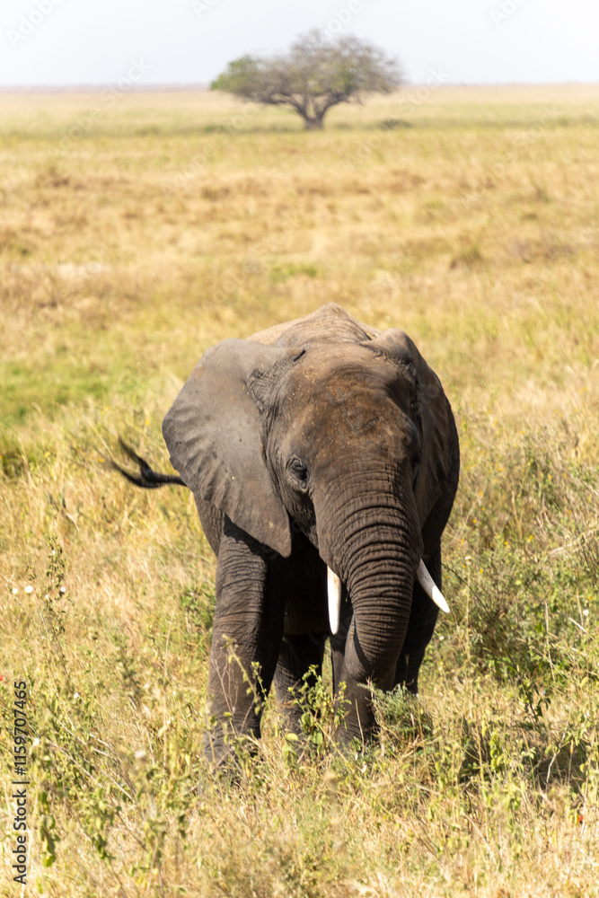 Fototapeta premium African Elephant cub at Serengeti National Park Tanzania during daytime. 