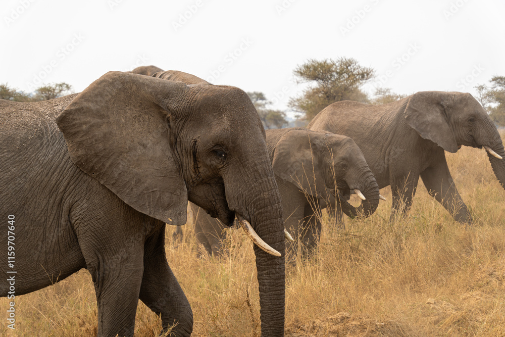 Fototapeta premium African Elephant cub at Serengeti National Park Tanzania during daytime. 