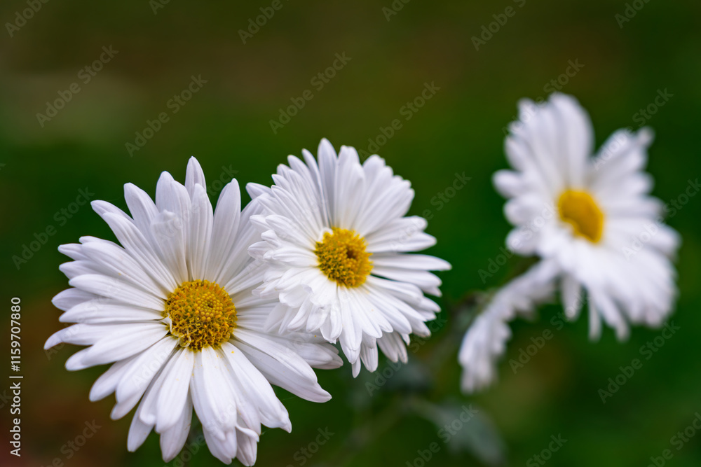 Fototapeta premium White daisies bloom in a garden during a sunny day in spring