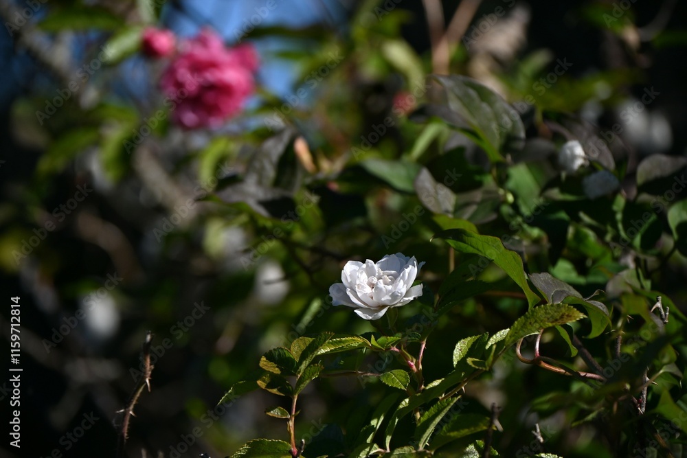 Rugosa rose flowers and fruits (Accessory fruit). Rosaceae deciduous shrub. The roots are for dye, the flowers are for tea, and the fruits are edible and medicinal. Rugosa rose flowers and fruits (Accessory fruit). Rosaceae deciduous shrub. The roots are for dye, the flowers are for tea, and the fruits are edible and medicinal.
